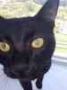 Pets_Uman