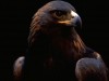 HAWK91