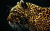 gurik_andriy