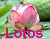 Lotos_