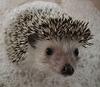 igel