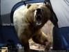 bear_2010