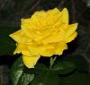 luchshaya_