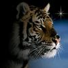 watchingtiger