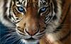 Tiger02
