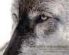 black-wolf