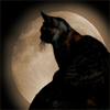 moon_cat