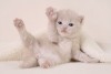 oly@