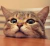 Unknown cat