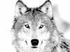 ironwolf