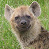 Alhimik-Hyena