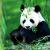 yIREN