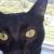 Pets_Uman