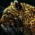 gurik_andriy