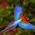 Parrot Macaw