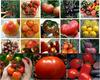 Семена томатов более 1000 сортов и гибридов.