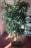 Дерево растение искусственное декоративное фикус 180см/100см/90см