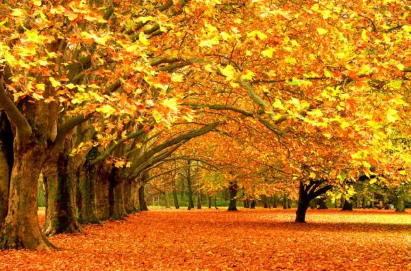 Открытки Осень Золотая Фото