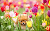 Тюльпаны, тюльпаны поют о весне...о счастье, о радости. Слышишь?