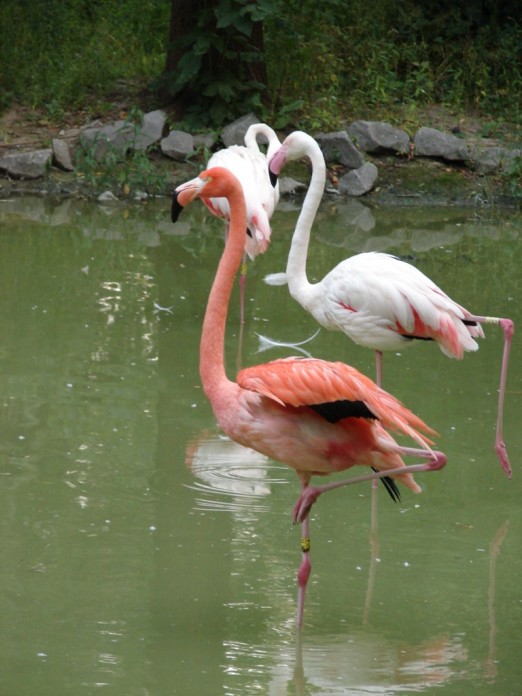 http://i.i.ua/photo/images/pic/4/0/1603704_9ed79ff6.jpg