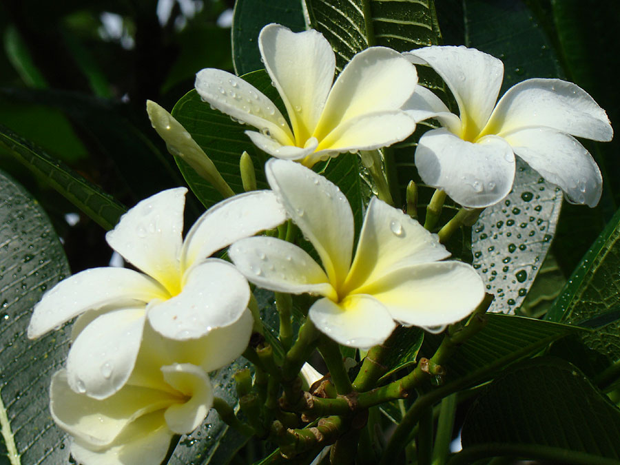 http://i.i.ua/photo/images/pic/4/9/2334494_62b4eb3f.jpg