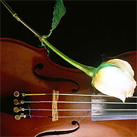 роза, цветок, музыка, творчество, искусство, скрипка
