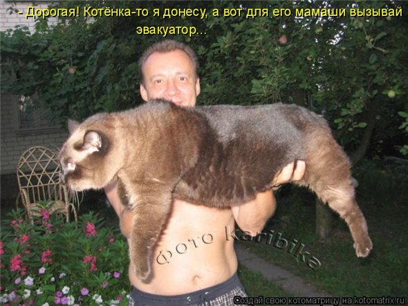 видео приколы с кошками видео приколы с кошками