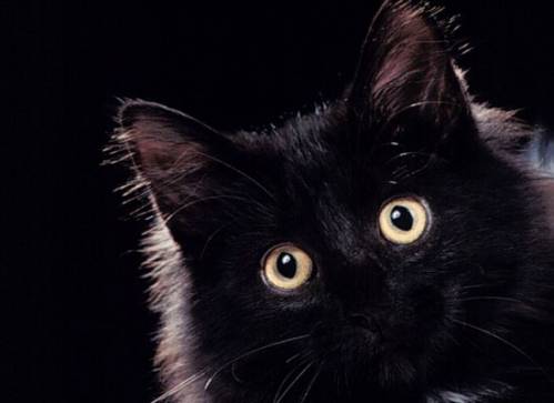 Здесь живёт чёрная кошка. Обсуждение на LiveInternet - Российский