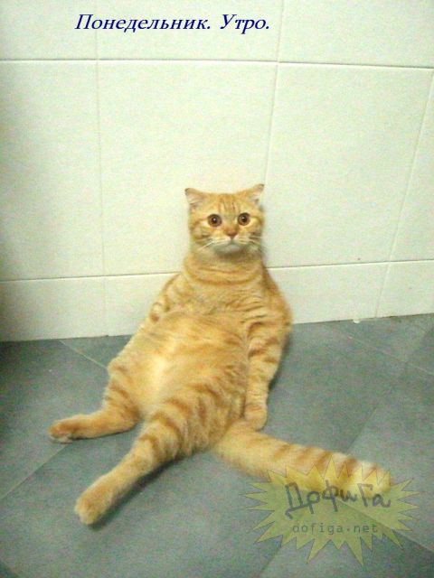 Увлекательная жизнь Рыжего кота - кот