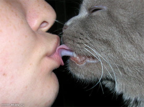 французский поцелуй - кот, люди, язык