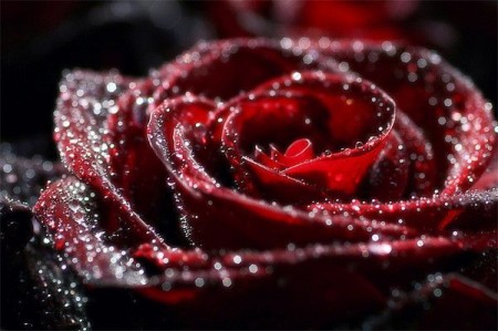 Самое красивые Розы - цветы