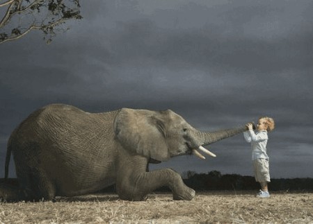 Дарёному слону... - дети, слон