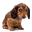 Животные и растения