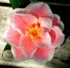 Camellia)))