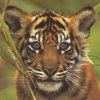 Tigerkid
