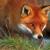 fox dobrogo