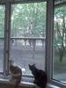 АНТИКОШКА, АНТИКОТ защитные москитные сетки на окна для кошек, котов