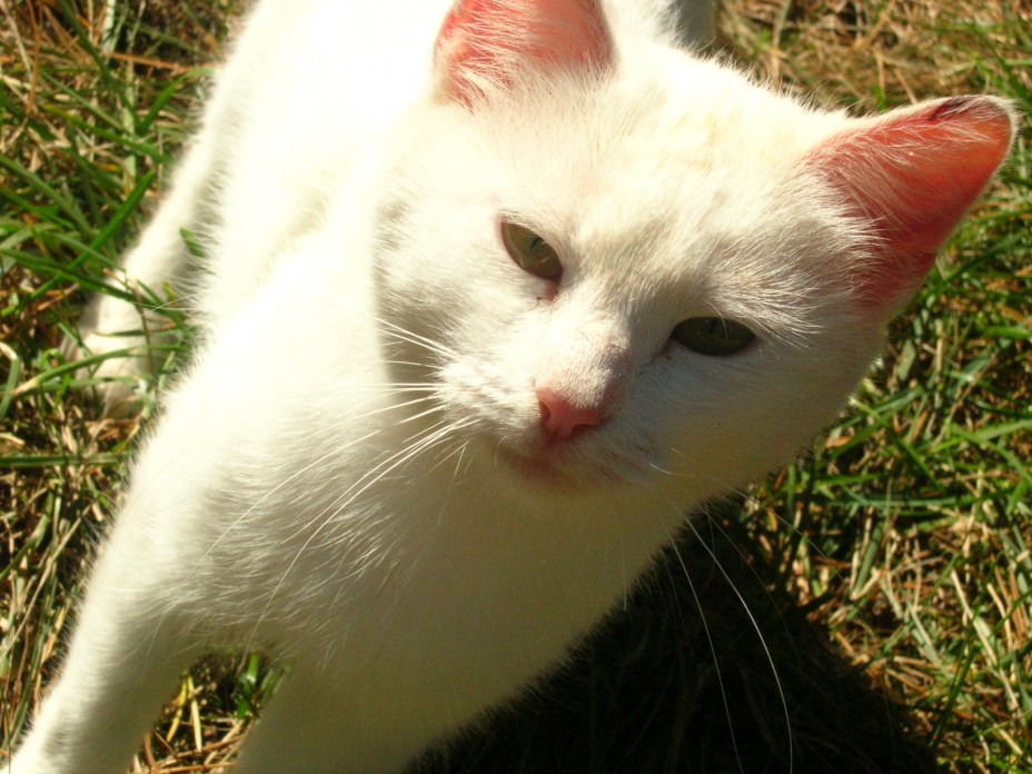 http://i.i.ua/photo/images/pic/2/2/373822_edf6a79.jpg